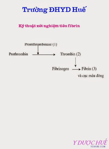 [BG Huyết Học]: Kỹ thuật xét nghiệm tiêu fibrin