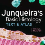 Junqueira's Basic Histology 13th - Atlas mô học cơ bản