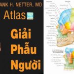 [EBOOK] – ATLAS GIẢI PHẪU NGƯỜI – Frank H. Netter –– 2007